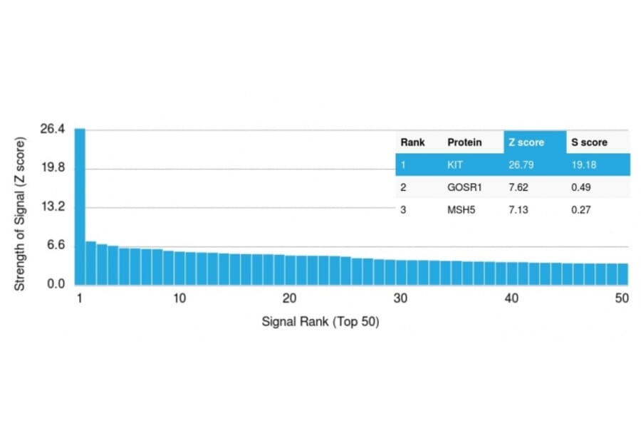 Protein Array - Anti-c-Kit Antibody [KIT/2672] (A249108) - Antibodies.com