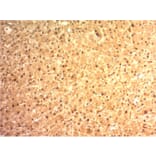 Immunohistochemistry - Anti-Arginase 1 Antibody [ARG1/1125] (A249116) - Antibodies.com