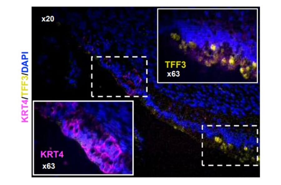 Immunofluorescence - Anti-Cytokeratin 4 Antibody [KRT4/2804] (A249123) - Antibodies.com