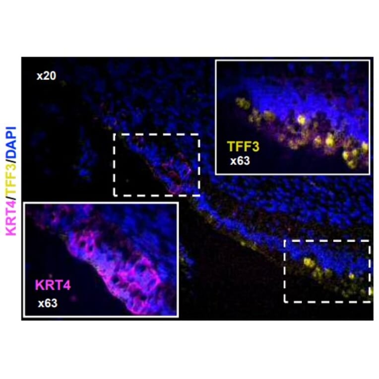 Immunofluorescence - Anti-Cytokeratin 4 Antibody [KRT4/2804] (A249123) - Antibodies.com