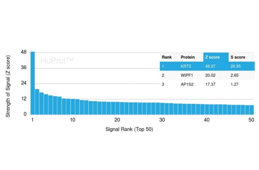 Protein Array - Anti-Cytokeratin 5 Antibody [KRT5/3594] (A249123) - Antibodies.com
