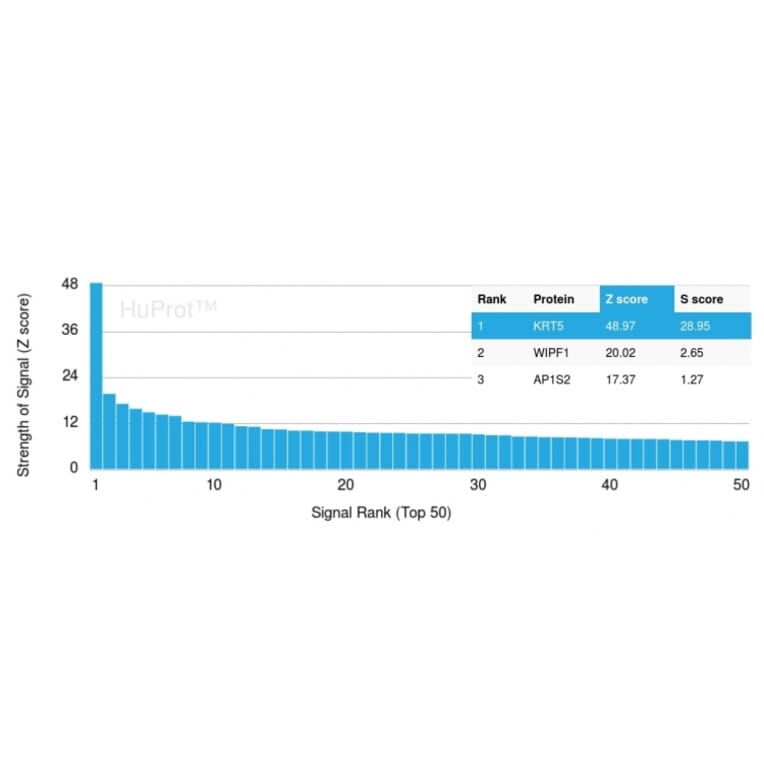 Protein Array - Anti-Cytokeratin 5 Antibody [rKRT5/6398] (A249124) - Antibodies.com