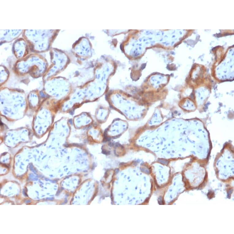 Immunohistochemistry - Anti-Cytokeratin 7 Antibody [KRT7/2200] (A249134) - Antibodies.com