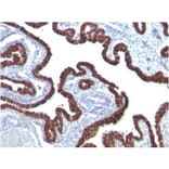 Immunohistochemistry - Anti-Cytokeratin 7 Antibody [OV-TL12/30] (A249135) - Antibodies.com