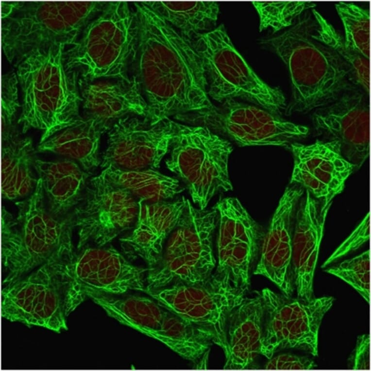 Immunofluorescence - Anti-Cytokeratin 7 Antibody [OV-TL12/30] (A249135) - Antibodies.com