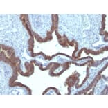 Immunohistochemistry - Anti-Cytokeratin 7 Antibody [KRT7/903] (A249138) - Antibodies.com