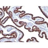 Immunohistochemistry - Anti-Cytokeratin 7 Antibody [KRT7/760] (A249139) - Antibodies.com