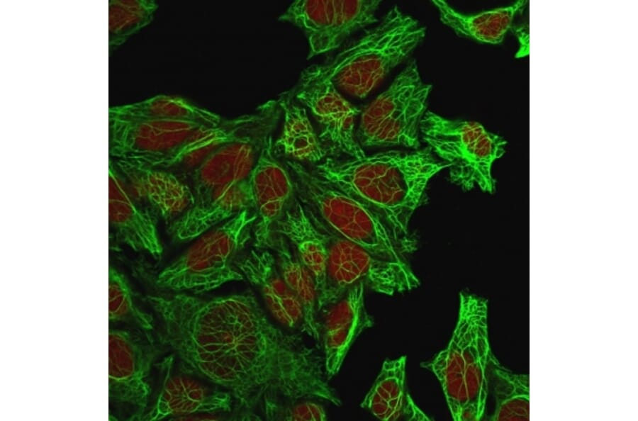 Immunofluorescence - Anti-Cytokeratin 7 Antibody [KRT7/760] (A249139) - Antibodies.com