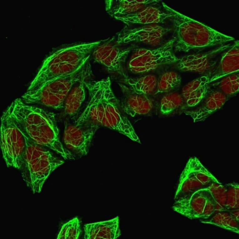 Immunofluorescence - Anti-Cytokeratin 7 Antibody [KRT7/760 + OV-TL12/30] (A249140) - Antibodies.com