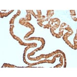 Immunohistochemistry - Anti-Cytokeratin 7 Antibody [KRT7/1499R] (A249143) - Antibodies.com