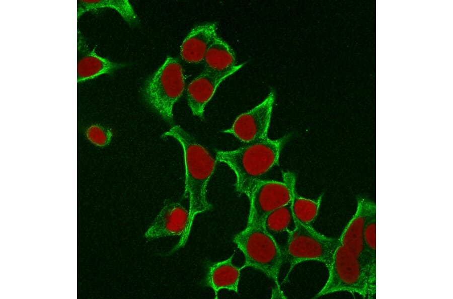 Immunofluorescence - Anti-Cytokeratin 8 Antibody [B22.1] (A249144) - Antibodies.com