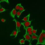 Immunofluorescence - Anti-Cytokeratin 8 Antibody [B22.1] (A249144) - Antibodies.com