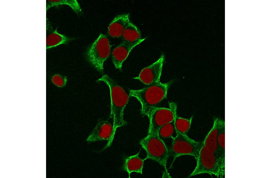 Immunofluorescence - Anti-Cytokeratin 8 Antibody [B22.1] (A249143) - Antibodies.com