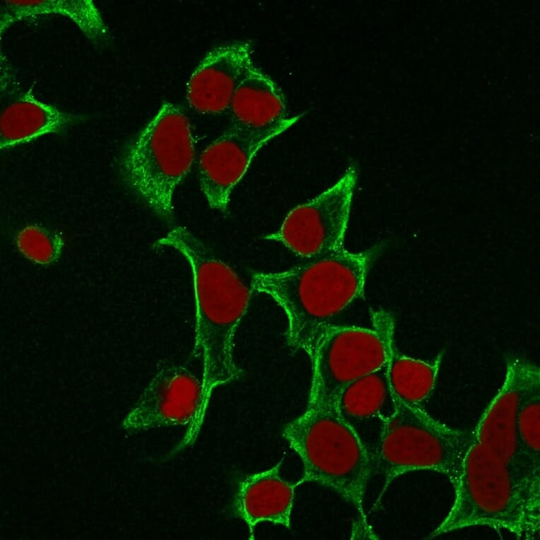 Immunofluorescence - Anti-Cytokeratin 8 Antibody [B22.1] (A249143) - Antibodies.com