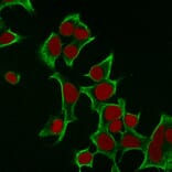 Immunofluorescence - Anti-Cytokeratin 8 Antibody [B22.1] (A249143) - Antibodies.com