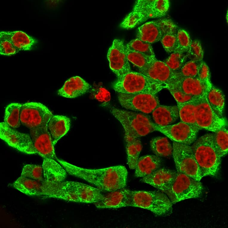 Immunofluorescence - Anti-Cytokeratin 8 Antibody [H1] (A249148) - Antibodies.com