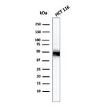 Western Blot - Anti-Cytokeratin 8 Antibody [H1] (A249148) - Antibodies.com