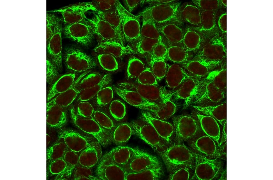 Anti-Cytokeratin 8 Antibody [K8/383] (A249150) - Immunofluorescence