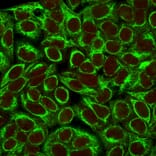 Immunofluorescence - Anti-Cytokeratin 8 Antibody [K8/383] (A249150) - Antibodies.com