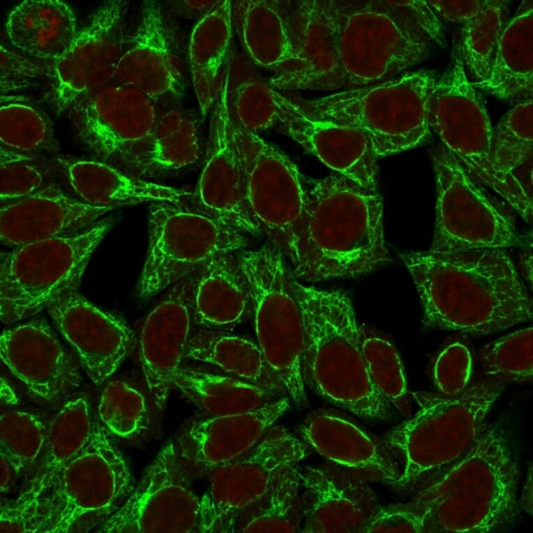 Immunofluorescence - Anti-Cytokeratin 8 Antibody [TS1] (A249151) - Antibodies.com