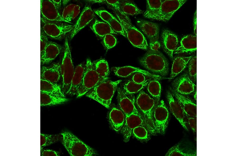 Immunofluorescence - Anti-Cytokeratin 8 Antibody [H1+TS1] (A249153) - Antibodies.com