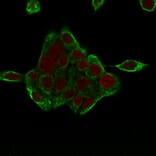 Immunofluorescence - Anti-Cytokeratin 8 Antibody [H1+TS1] (A249153) - Antibodies.com