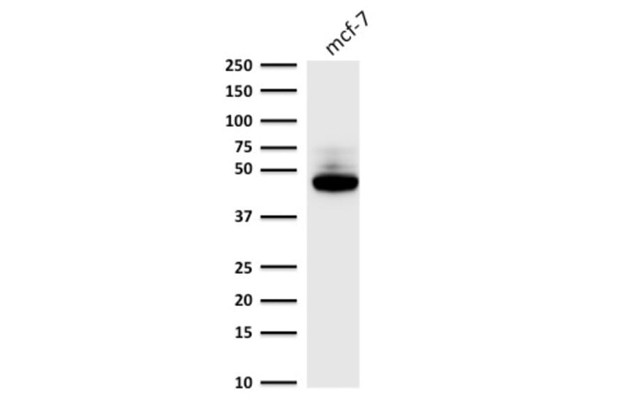 Western Blot - Anti-Cytokeratin 8 Antibody [C-43] (A249154) - Antibodies.com