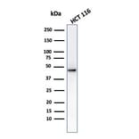 Western Blot - Anti-Cytokeratin 8 Antibody [C-43] (A249154) - Antibodies.com