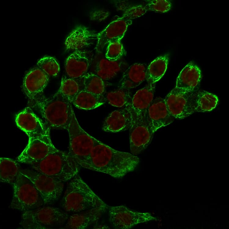Immunofluorescent analysis of HCT116 cells stained with Anti-Cytokeratin 8 Antibody [K8.8] followed by Goat Anti-Mouse IgG (CF&#174; 488) (Green). The nuclear counterstain is RedDot (Red).