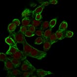 Immunofluorescence - Anti-Cytokeratin 8 Antibody [K8.8] (A249155) - Antibodies.com