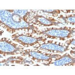 Immunohistochemistry - Anti-Cytokeratin 8 Antibody [KRT8/2174R] (A249156) - Antibodies.com