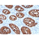 Immunohistochemistry - Anti-Cytokeratin 8 Antibody [KRT8/4067R] (A249158) - Antibodies.com