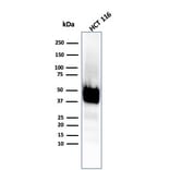 Western Blot - Anti-Cytokeratin 8 Antibody [KRT8/4067R] (A249158) - Antibodies.com