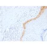 Immunohistochemistry - Anti-Cytokeratin 15 Antibody [LHK15] (A249175) - Antibodies.com