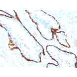 Immunohistochemistry - Anti-Cytokeratin 15 Antibody [KRT15/2554] (A249179) - Antibodies.com