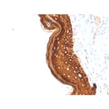 Immunohistochemistry - Anti-Cytokeratin 15 Antibody [KRT15/2957] (A249180) - Antibodies.com