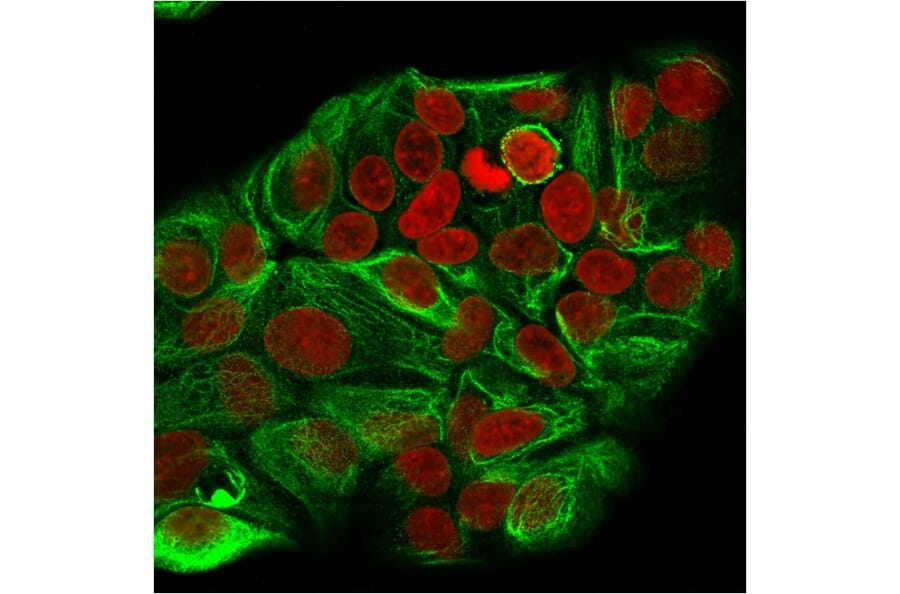 Immunofluorescence - Anti-Cytokeratin 15 Antibody [KRT15/2957] (A249180) - Antibodies.com