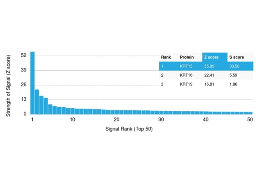 Protein Array - Anti-Cytokeratin 15 Antibody [KRT15/2957] (A249179) - Antibodies.com