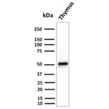 Western Blot - Anti-Cytokeratin 15 Antibody [KRT15/2959] (A249182) - Antibodies.com