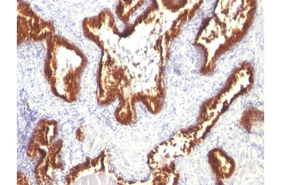Immunohistochemistry - Anti-Cytokeratin 18 Antibody [KRT18/1190] (A249192) - Antibodies.com