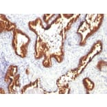 Immunohistochemistry - Anti-Cytokeratin 18 Antibody [KRT18/1190] (A249192) - Antibodies.com