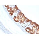 Immunohistochemistry - Anti-Cytokeratin 18 Antibody [KRT18/1190] (A249192) - Antibodies.com