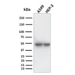 Western Blot - Anti-Cytokeratin 18 Antibody [KRT18/1190] (A249192) - Antibodies.com