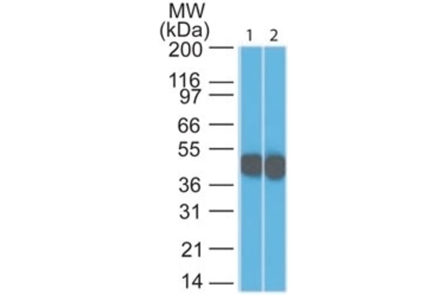 Western Blot - Anti-Cytokeratin 18 Antibody [SPM265] (A249195) - Antibodies.com
