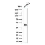 Western Blot - Anti-Cytokeratin 18 Antibody [SPM265] (A249195) - Antibodies.com