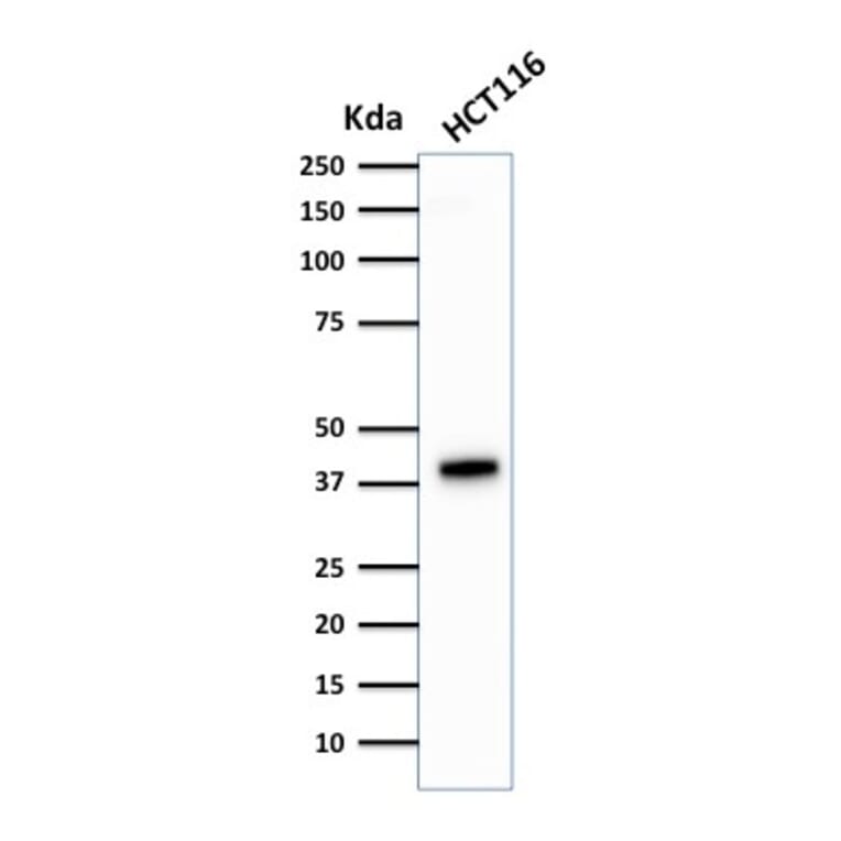 Western Blot - Anti-Cytokeratin 18 Antibody [DA7] (A249196) - Antibodies.com