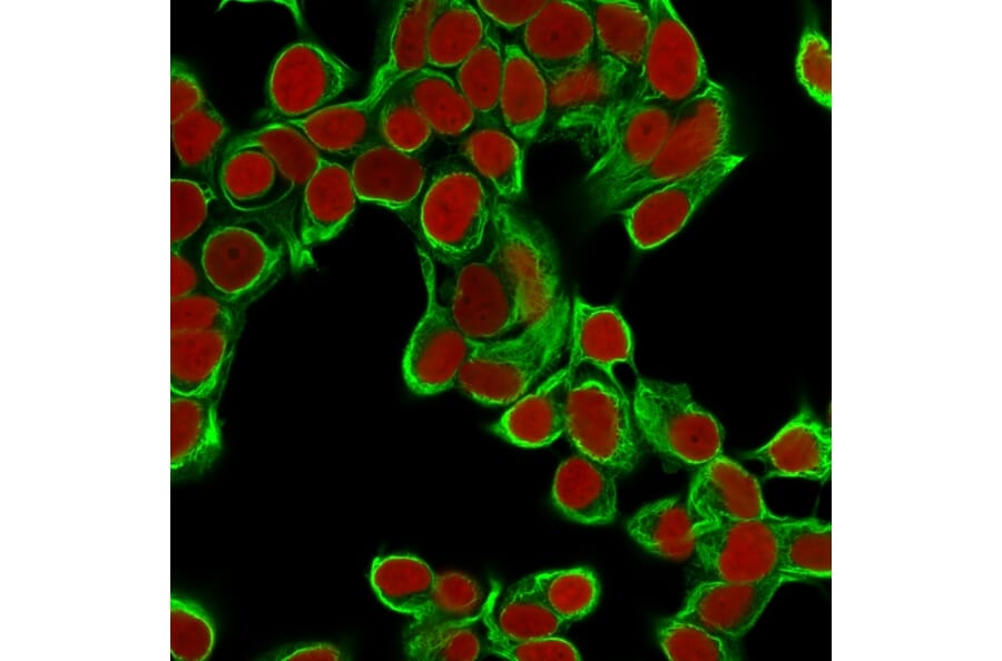 Immunofluorescence - Anti-Cytokeratin 18 Antibody [DA7] (A249195) - Antibodies.com