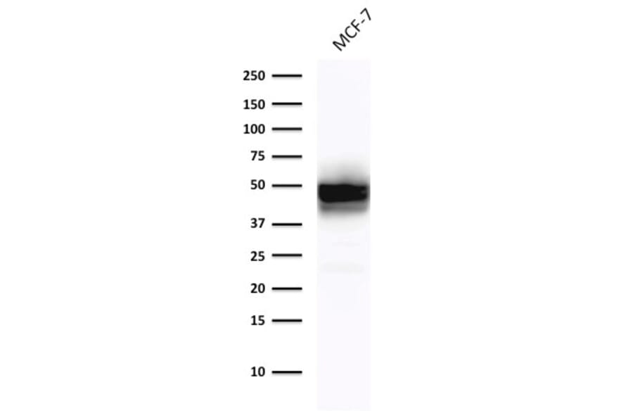 Western Blot - Anti-Cytokeratin 18 Antibody [DE-K18] (A249198) - Antibodies.com