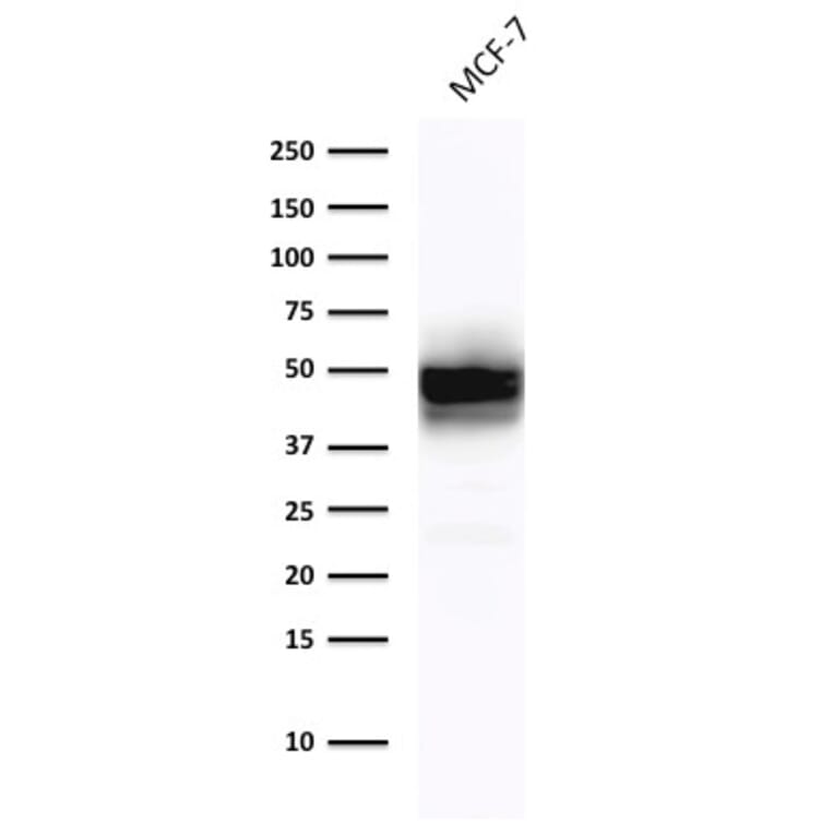 Western Blot - Anti-Cytokeratin 18 Antibody [DE-K18] (A249198) - Antibodies.com