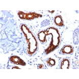 Immunohistochemistry - Anti-Cytokeratin 18 Antibody [KRT18/834] (A249199) - Antibodies.com